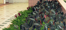 группы растений, напольные композиции из цветов