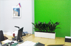 Озеленение офиса в Санкт-Петербурге