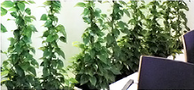 Вьющиеся растения на решетках для озеленения офиса