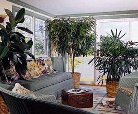 Комнатные растения для интерьера модерн