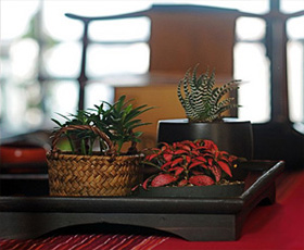 Комнатные растения для интерьера в китайском стиле