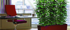 озеленение офисов и бизнес-центров