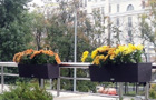 Хризантемы в капшо Лечуза Балконера