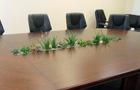 Растения на переговорном столе СПб