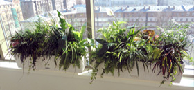 Растения на балконе, зимний сад на лоджии