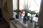 лучшие растения для офиса спб