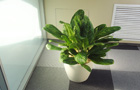 Лучшие растения для офисов аглаонемы петербург