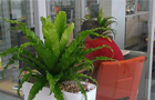 растения для офиса петербург