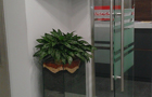 продажа растений для офисов в петербурге