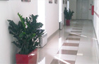 Озеленение коридора офиса в Санкт-Петербурге