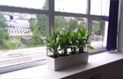 Оформление растениями интерьера офиса